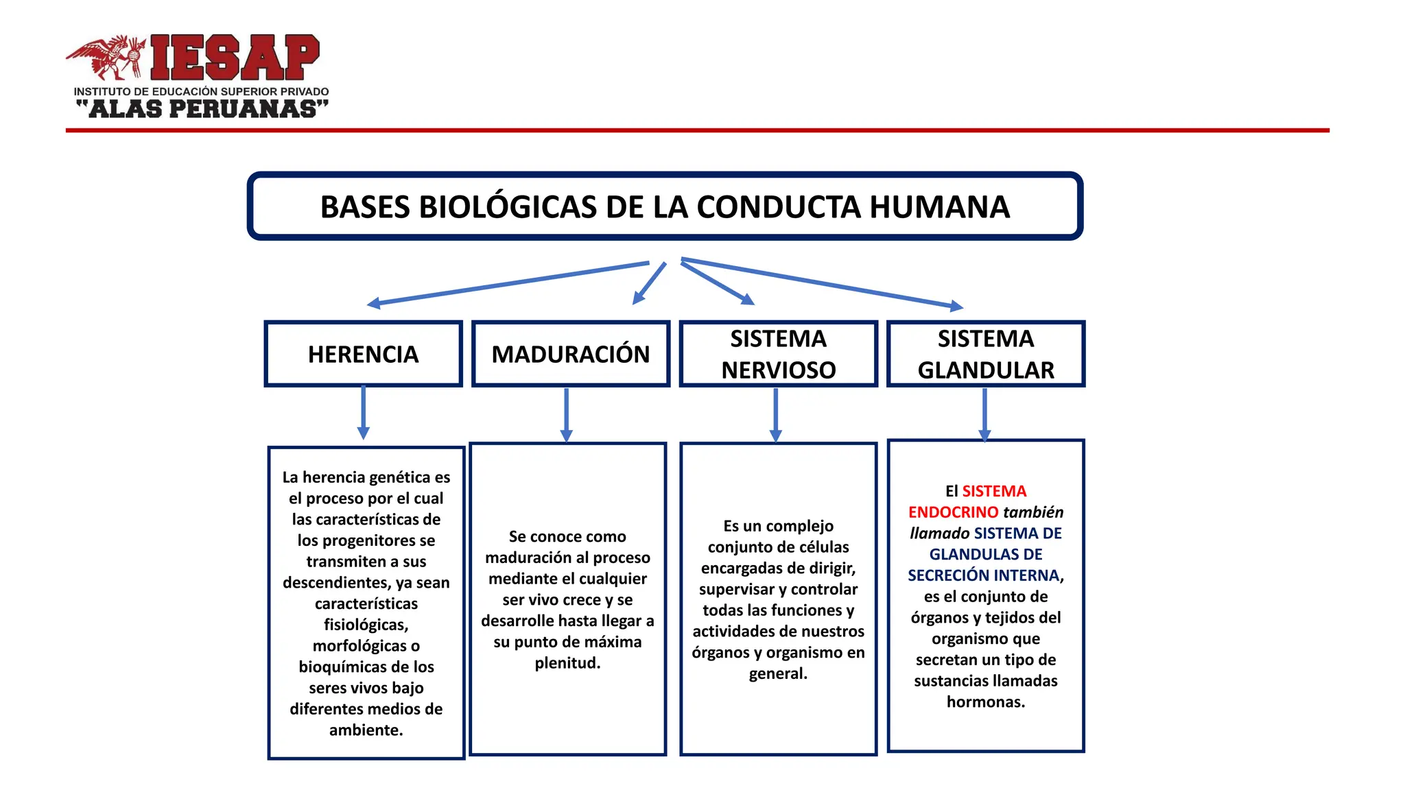 BASES BIOLÓGICAS DE LA CONDUCTA HUMANA.. | PPT | Brain and Nervous ...