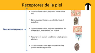 Reseptor Pacini Ruffini Semana 2 - Tejidos y piel.pdf