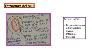 Retrotranscriptasa Inversa Semana 2TEORIA BIOLOGICA ABC - Teoría.pdf