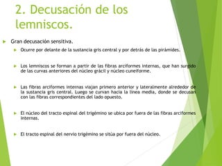 2. Decusación de los
lemniscos.
 Gran decusación sensitiva.
 Ocurre por delante de la sustancia gris central y por detrás de las pirámides.
 Los lemniscos se forman a partir de las fibras arciformes internas, que han surgido
de las curvas anteriores del núcleo grácil y núcleo cuneiforme.
 Las fibras arciformes internas viajan primero anterior y lateralmente alrededor de
la sustancia gris central. Luego se curvan hacia la línea media, donde se decusan
con las fibras correspondientes del lado opuesto.
 El núcleo del tracto espinal del trigémino se ubica por fuera de las fibras arciformes
internas.
 El tracto espinal del nervio trigémino se sitúa por fuera del núcleo.
 