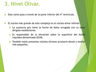3. Nivel Olivar.
 Este corte pasa a través de la parte inferior del 4º ventrículo.
 El núcleo más grande de este complejo es el núcleo olivar inferior.
 La sustancia gris tiene la forma de bolsa arrugada con su boca
dirigida medialmente.
 Es responsable de la elevación sobre la superficie del bulbo
raquídeo denominado OLIVA.
 También están presentes núcleos olivares accesorio dorsal y medial
más pequeños.
 