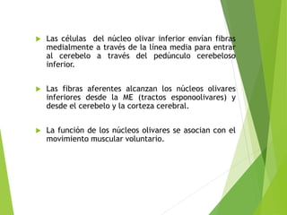  Las células del núcleo olivar inferior envían fibras
medialmente a través de la línea media para entrar
al cerebelo a través del pedúnculo cerebeloso
inferior.
 Las fibras aferentes alcanzan los núcleos olivares
inferiores desde la ME (tractos esponoolivares) y
desde el cerebelo y la corteza cerebral.
 La función de los núcleos olivares se asocian con el
movimiento muscular voluntario.
 