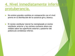 4. Nivel inmediatamente inferior a la
protuberancia.
 No existen grandes cambios en comparación con el nivel
previo en la distribución de la sustancia gris y blanca.
 El núcleo vestibular lateral ha reemplazado al núcleo
vestibular anterior y los núcleos cocleares ahora son
visibles sobre las superficies anterior y posterior del
pedúnculo cerebeloso inferior.
 