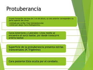 Protuberancia
Gruesa formación nerviosa de 3 cm de altura, su cara anterior corresponde a la
parte superior del clivus.
-Limitada por arriba: Fosa interpeduncular.
-Limite por abajo: Surco Bulbopontino.
Caras Anteriores y Laterales: Linea media se
encuentra el surco basilar, por donde transcurre
arteria basilar.
Superficie de la protuberancia presenta estrias
transversales (N.Trigémino)
Cara posterior:Esta oculta por el cerebelo.
 