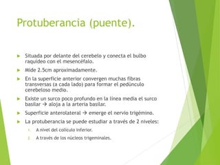 Protuberancia (puente).
 Situada por delante del cerebelo y conecta el bulbo
raquídeo con el mesencéfalo.
 Mide 2.5cm aproximadamente.
 En la superficie anterior convergen muchas fibras
transversas (a cada lado) para formar el pedúnculo
cerebeloso medio.
 Existe un surco poco profundo en la línea media el surco
basilar  aloja a la arteria basilar.
 Superficie anterolateral  emerge el nervio trigémino.
 La protuberancia se puede estudiar a través de 2 niveles:
1. A nivel del colículo inferior.
2. A través de los núcleos trigeminales.
 