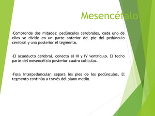 Mesencéfalo
•Comprende dos mitades: pedúnculos cerebrales, cada uno de
ellos se divide en un parte anterior del pie del pedúnculo
cerebral y una posterior el tegmento.
•El acueducto cerebral, conecta el III y IV ventrículo. El techo
parte del mesencéfalo posterior cuatro colículos.
•Fosa interpeduncular, separa los pies de los pedúnculos. El
tegmento continúa a través del plano medio.
 