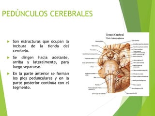 PEDÚNCULOS CEREBRALES
 Son estructuras que ocupan la
incisura de la tienda del
cerebelo.
 Se dirigen hacia adelante,
arriba y lateralmente, para
luego separarse.
 En la parte anterior se forman
los pies pedunculares y en la
parte posterior continúa con el
tegmento.
 