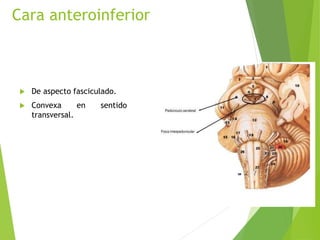 Cara anteroinferior
 De aspecto fasciculado.
 Convexa en sentido
transversal.
 