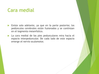 Cara medial
 Existe solo adelante, ya que en la parte posterior, los
pedúnculos cerebrales están fusionados y se continúan
en el tegmento mesenfalico.
 La cara medial de los pies pedunculares mira hacia el
espacio interpeduncular. De cada lado de este espacio
emerge el nervio oculomotor.
 