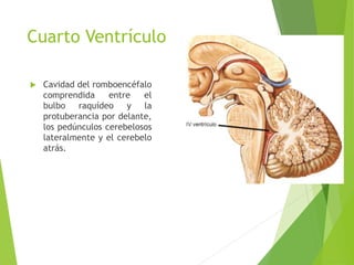Cuarto Ventrículo
 Cavidad del romboencéfalo
comprendida entre el
bulbo raquídeo y la
protuberancia por delante,
los pedúnculos cerebelosos
lateralmente y el cerebelo
atrás.
 