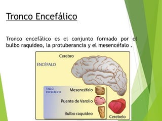Tronco encefálico es el conjunto formado por el
bulbo raquídeo, la protuberancia y el mesencéfalo .
Tronco Encefálico
 