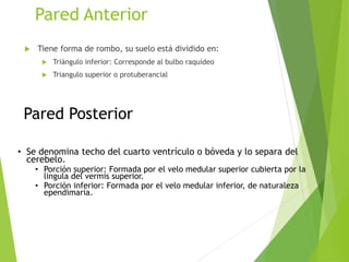 Pared Anterior
 Tiene forma de rombo, su suelo está dividido en:
 Triángulo inferior: Corresponde al bulbo raquídeo
 Triangulo superior o protuberancial
Pared Posterior
• Se denomina techo del cuarto ventrículo o bóveda y lo separa del
cerebelo.
• Porción superior: Formada por el velo medular superior cubierta por la
lingula del vermis superior.
• Porción inferior: Formada por el velo medular inferior, de naturaleza
ependimaria.
 