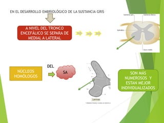 EN EL DESARROLLO EMBRIOLÓGICO DE LA SUSTANCIA GRIS
A NIVEL DEL TRONCO
ENCEFÁLICO SE SEPARA DE
MEDIAL A LATERAL
NÚCLEOS
HOMÓLOGOS
DEL
SA SON MÁS
NUMEROSOS Y
ESTAN MEJOR
INDIVIDUALIZADOS
 