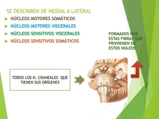 SE DESCRIBEN DE MEDIAL A LATERAL
 NÚCLEOS MOTORES SOMÁTICOS
 NÚCLEOS MOTORES VISCERALES
 NÚCLEOS SENSITIVOS VISCERALES
 NÚCLEOS SENSITIVOS SOMÁTICOS
TODOS LOS N. CRANEALES QUE
TIENEN SUS ORÍGENES
FORMADOS POR
ESTAS FIBRAS QUE
PROVIENEN DE
ESTOS NÚLEOS
 