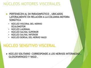 NÚCLEOS MOTORES VISCERALES
 PERTENECEN AL SN PARASIMPÁTICO , UBICADOS
LATERALMENTE EN RELACIÓN A LA COLUMNA MOTORA
SOMÁTICA
• NÚCLEO VISCERAL DEL NERVIO
OCULOMOTOR
• NÚCLEO LAGRIMAL
• NÚCLEO SALIVAL SUPERIOR
• NÚCLEO SALIVAL INFERIOR
• NÚCLEO DORSAL DEL NERVIO VAGO
NÚCLEO SENSITIVO VISCERAL
 NÚCLEO SOLITARIO CORRESPONDE A LOS NERVIOS INTERMEDIO ,
GLOSOFARÍNGEO Y VAGO .
 