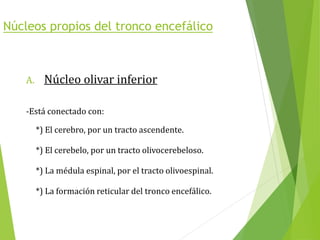 Núcleos propios del tronco encefálico
A. Núcleo olivar inferior
-Está conectado con:
*) El cerebro, por un tracto ascendente.
*) El cerebelo, por un tracto olivocerebeloso.
*) La médula espinal, por el tracto olivoespinal.
*) La formación reticular del tronco encefálico.
 