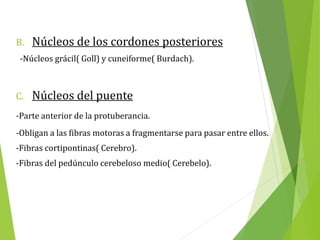B. Núcleos de los cordones posteriores
-Núcleos grácil( Goll) y cuneiforme( Burdach).
C. Núcleos del puente
-Parte anterior de la protuberancia.
-Obligan a las fibras motoras a fragmentarse para pasar entre ellos.
-Fibras cortipontinas( Cerebro).
-Fibras del pedúnculo cerebeloso medio( Cerebelo).
 