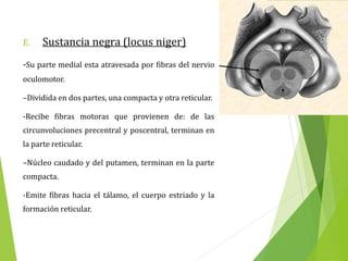 E. Sustancia negra (locus niger)
-Su parte medial esta atravesada por fibras del nervio
oculomotor.
–Dividida en dos partes, una compacta y otra reticular.
-Recibe fibras motoras que provienen de: de las
circunvoluciones precentral y poscentral, terminan en
la parte reticular.
–Núcleo caudado y del putamen, terminan en la parte
compacta.
-Emite fibras hacia el tálamo, el cuerpo estriado y la
formación reticular.
 
