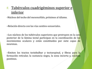 F. Tubérculos cuadrigéminos superior e
inferior
-Núcleos del techo del mesencéfalo, próximos al tálamo.
–Relación directa con las vías sentivo-sensoriales.
–Los núcleos de los tubérculos superiores que protruyen en la cara
posterior de la lámina tectal participan en la coordinación de los
movimientos oculares y están constituidos por siete capas de
neuronas.
–Emiten los tractos tectobulbar y tectoespinal, y fibras para la
formación reticular, la sustancia negra, la zona incierta y, núcleos
pontinos.
 