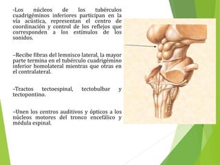 -Los núcleos de los tubérculos
cuadrigéminos inferiores participan en la
vía acústica, representan el centro de
coordinación y control de los reflejos que
corresponden a los estímulos de los
sonidos.
–Recibe fibras del lemnisco lateral, la mayor
parte termina en el tubérculo cuadrigémino
inferior homolateral mientras que otras en
el contralateral.
–Tractos tectoespinal, tectobulbar y
tectopontino.
–Unen los centros auditivos y ópticos a los
núcleos motores del tronco encefálico y
médula espinal.
 