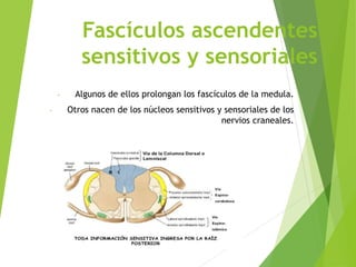 Fascículos ascendentes
sensitivos y sensoriales
- Algunos de ellos prolongan los fascículos de la medula.
- Otros nacen de los núcleos sensitivos y sensoriales de los
nervios craneales.
 