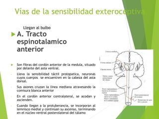 Vías de la sensibilidad exteroceptiva
 A. Tracto
espinotalamico
anterior
 Son fibras del cordón anterior de la medula, situado
por delante del asta ventral.
- Lleva la sensibilidad táctil protopatica, neuronas
cuyos cuerpos se encuentren en la cabeza del asta
dorsal.
- Sus axones cruzan la línea mediana atravesando la
comisura blanca anterior
- En el cordón anterior contralateral, se acodan y
ascienden.
- Cuando llegan a la protuberancia, se incorporan al
lemnisco medial y continúan su ascenso, terminando
en el núcleo ventral posterolateral del tálamo
Llegan al bulbo
 
