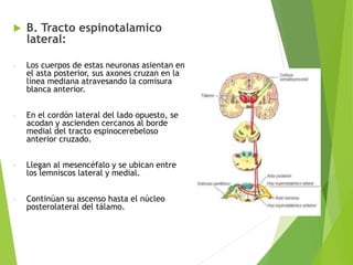  B. Tracto espinotalamico
lateral:
- Los cuerpos de estas neuronas asientan en
el asta posterior, sus axones cruzan en la
línea mediana atravesando la comisura
blanca anterior.
- En el cordón lateral del lado opuesto, se
acodan y ascienden cercanos al borde
medial del tracto espinocerebeloso
anterior cruzado.
- Llegan al mesencéfalo y se ubican entre
los lemniscos lateral y medial.
- Continúan su ascenso hasta el núcleo
posterolateral del tálamo.
 