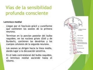 Vías de la sensibilidad
profunda consciente
Lemnisco medial
- Llegan por el fascículo grácil y cuneiforme
que contienen los axones de la primera
neurona.
- Terminan en la porcion posteior del bulbo
raquideo, en los nucleos grises (Goll y de
Burdach), contienen las dendritas y los
cuerpos celulares de la segunda neurona.
- Los axones se dirigen hacia la linea media,
dando lugar a la decusación sensitiva.
- En el lado contralateral del bulbo raquídeo,
el lemnisco medial asciende hasta el
tálamo.
 