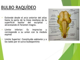• Extiende desde el arco anterior del atlas
hasta la parte de la linea mediana de la
superficie basilar del occipital ,
atravesando el foramen magno.
• Límite inferior: Es impreciso y
corresponde a su union con la medula
espinal
• Limite Superior: Constituido adelante y a
los lados por el surco bulbopontino
BULBO RAQUÍDEO
 