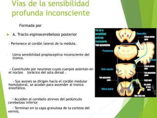 Vías de la sensibilidad
profunda inconsciente
 A. Tracto espinocerebeloso posterior
- Pertenece al cordón lateral de la médula.
- Lleva sensibilidad propioceptiva inconsciente del
tronco.
- Constituido por neuronas cuyos cuerpos asientan en
el núcleo torácico del asta dorsal .
- Sus axones se dirigen hacia el cordón medular
homolateral, se acodan para ascender al tronco
encefálico.
- Acceden al cerebelo atreves del pedúnculo
cerebeloso inferior
- Terminan en la capa granulosa de la corteza del
vermis.
Formada por
 