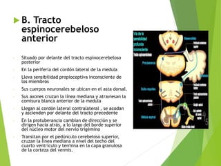  B. Tracto
espinocerebeloso
anterior
- Situado por delante del tracto espinocerebeloso
posterior
- En la periferia del cordón lateral de la medula
- Lleva sensibilidad propioceptiva inconsciente de
los miembros
- Sus cuerpos neuronales se ubican en el asta dorsal.
- Sus axones cruzan la línea mediana y atraviesan la
comisura blanca anterior de la medula
- Llegan al cordón lateral contralateral , se acodan
y ascienden por delante del tracto precedente
- En la protuberancia cambian de dirección y se
dirigen hacia atrás, a lo largo del borde superior
del núcleo motor del nervio trigémino
- Transitan por el pedúnculo cerebeloso superior,
cruzan la línea mediana a nivel del techo del
cuarto ventrículo y termina en la capa granulosa
de la corteza del vermis.
 