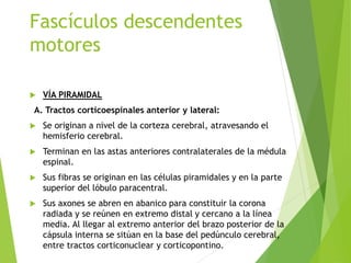 Fascículos descendentes
motores
 VÍA PIRAMIDAL
A. Tractos corticoespinales anterior y lateral:
 Se originan a nivel de la corteza cerebral, atravesando el
hemisferio cerebral.
 Terminan en las astas anteriores contralaterales de la médula
espinal.
 Sus fibras se originan en las células piramidales y en la parte
superior del lóbulo paracentral.
 Sus axones se abren en abanico para constituir la corona
radiada y se reúnen en extremo distal y cercano a la línea
media. Al llegar al extremo anterior del brazo posterior de la
cápsula interna se sitúan en la base del pedúnculo cerebral,
entre tractos corticonuclear y corticopontino.
 