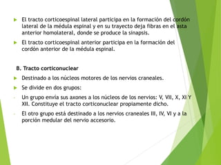  El tracto corticoespinal lateral participa en la formación del cordón
lateral de la médula espinal y en su trayecto deja fibras en el asta
anterior homolateral, donde se produce la sinapsis.
 El tracto corticoespinal anterior participa en la formación del
cordón anterior de la médula espinal.
B. Tracto corticonuclear
 Destinado a los núcleos motores de los nervios craneales.
 Se divide en dos grupos:
- Un grupo envía sus axones a los núcleos de los nervios: V, VII, X, XI Y
XII. Constituye el tracto corticonuclear propiamente dicho.
- El otro grupo está destinado a los nervios craneales III, IV, VI y a la
porción medular del nervio accesorio.
 