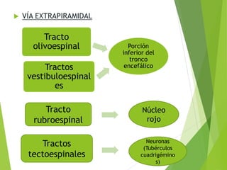  VÍA EXTRAPIRAMIDAL
Porción
inferior del
tronco
encefálico
Tracto
olivoespinal
Tractos
vestibuloespinal
es
Tracto
rubroespinal
Tractos
tectoespinales
Núcleo
rojo
Neuronas
(Tubérculos
cuadrigémino
s)
 