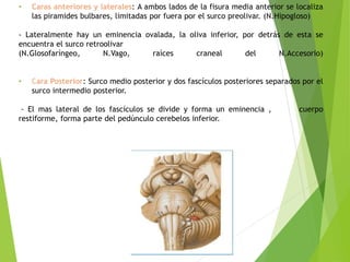 • Caras anteriores y laterales: A ambos lados de la fisura media anterior se localiza
las piramides bulbares, limitadas por fuera por el surco preolivar. (N.Hipogloso)
- Lateralmente hay un eminencia ovalada, la oliva inferior, por detrás de esta se
encuentra el surco retroolivar
(N.Glosofaríngeo, N.Vago, raíces craneal del N.Accesorio)
• Cara Posterior: Surco medio posterior y dos fascículos posteriores separados por el
surco intermedio posterior.
- El mas lateral de los fascículos se divide y forma un eminencia , cuerpo
restiforme, forma parte del pedúnculo cerebelos inferior.
 