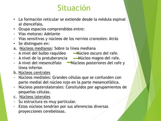 Situación
• La formación reticular se extiende desde la médula espinal
al diencéfalo.
• Ocupa espacios comprendidos entre:
- Vías motoras: Adelante
- Vías sensitivas y núcleos de los nervios craneales: Atrás
• Se distinguen en:
a. Núcleos medianos: Sobre la línea mediana
- A nivel del bulbo raquídeo Núcleo oscuro del rafe.
- A nivel de la protuberancia Núcleo magno del rafe.
- A nivel del mesencéfalo Núcleos posteriores del rafe y
línea inferior.
b. Núcleos centrales
- Núcleos mediales: Grandes células que se confunden con
parte medial del núcleo rojo en la parte mesencefálica.
- Núcleos posterolaterales: Consituidos por agrupamientos de
pequeñas células.
c. Núcleos laterales
- Su estructura es muy particular.
- Estos núcleos tendrían por sus aferencias diversas
proyecciones cerebelosas.
 