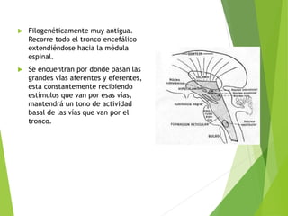  Filogenéticamente muy antigua.
Recorre todo el tronco encefálico
extendiéndose hacia la médula
espinal.
 Se encuentran por donde pasan las
grandes vías aferentes y eferentes,
esta constantemente recibiendo
estímulos que van por esas vías,
mantendrá un tono de actividad
basal de las vías que van por el
tronco.
 