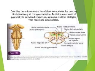 Coordina las uniones entre los núcleos cerebeloso, los centros
hipotalámicos y el tronco encefálico. Participa en el control
postural y la actividad endocrina, así como el ritmo biológico
y las reaccione emocionales.
 