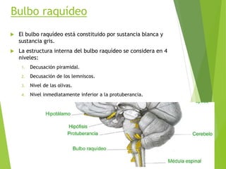 Bulbo raquídeo
 El bulbo raquídeo está constituido por sustancia blanca y
sustancia gris.
 La estructura interna del bulbo raquídeo se considera en 4
niveles:
1. Decusación piramidal.
2. Decusación de los lemniscos.
3. Nivel de las olivas.
4. Nivel inmediatamente inferior a la protuberancia.
 