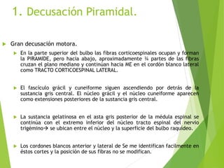 1. Decusación Piramidal.
 Gran decusación motora.
 En la parte superior del bulbo las fibras corticoespinales ocupan y forman
la PIRAMIDE, pero hacia abajo, aproximadamente ¾ partes de las fibras
cruzan el plano mediano y continúan hacia ME en el cordón blanco lateral
como TRACTO CORTICOESPINAL LATERAL.
 El fascículo grácil y cuneiforme siguen ascendiendo por detrás de la
sustancia gris central. El núcleo grácil y el núcleo cuneiforme aparecen
como extensiones posteriores de la sustancia gris central.
 La sustancia gelatinosa en el asta gris posterior de la médula espinal se
continúa con el extremo inferior del núcleo tracto espinal del nervio
trigémino se ubican entre el núcleo y la superficie del bulbo raquídeo.
 Los cordones blancos anterior y lateral de Se me identifican facilmente en
éstos cortes y la posición de sus fibras no se modifican.
 