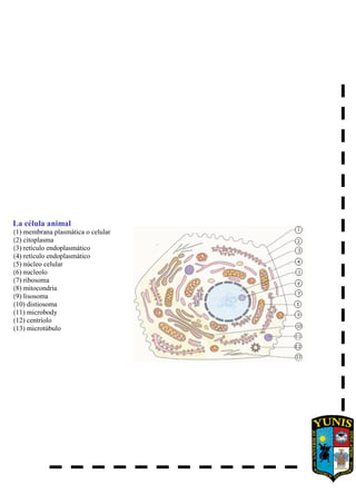 La célula animal
(1) membrana plasmática o celular
(2) citoplasma
(3) retículo endoplasmático
(4) retículo endoplasmático
(5) núcleo celular
(6) nucleolo
(7) ribosoma
(8) mitocondria
(9) lisosoma
(10) distiosoma
(11) microbody
(12) centríolo
(13) microtúbulo
 