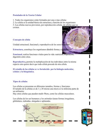 Postulados de la Teoría Celular
1. Todos los organismos están formados por una o mas células
2. La célula es la unidad básica de estructura y función de los organismos
3. Las células nuevas provienen, por reproducción celular, de células que ya
existen.
Concepto de célula
Unidad estructural, funcional y reproductiva de los seres humanos.
Estructura, constituye los organismos dándole forma y consistencia
Funcional, realiza funciones vitales para la vida: nutrición, respiración,
digestión entre otras.
Reproductiva, permite la multiplicación de loa individuos entre la misma
especie esto quiere decir que toda célula procede de otra célula.
El estudio de las células se ve fortalecido por la biología molecular,
celular y la bioquímica.
Tipos de células
Las células se presentan en diferentes tamaños, formas y funciones.
El tamaño de la células es de 1 y 20 micras una micra es la milésima parte de
un milímetro
Hay otras células que pueden medir 50cm, como las células musculares.
Las células de los ser humanos y los animales tienen formas irregulares,
globulares, redondas, alargadas o aplanadas.
 