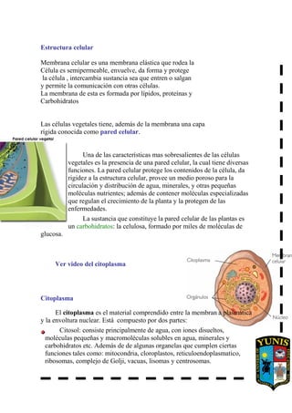 Estructura celular
Membrana celular es una membrana elástica que rodea la
Célula es semipermeable, envuelve, da forma y protege
la célula , intercambia sustancia sea que entren o salgan
y permite la comunicación con otras células.
La membrana de esta es formada por lípidos, proteínas y
Carbohidratos
Las células vegetales tiene, además de la membrana una capa
rígida conocida como pared celular.
Una de las características mas sobresalientes de las células
vegetales es la presencia de una pared celular, la cual tiene diversas
funciones. La pared celular protege los contenidos de la célula, da
rigidez a la estructura celular, provee un medio poroso para la
circulación y distribución de agua, minerales, y otras pequeñas
moléculas nutrientes; además de contener moléculas especializadas
que regulan el crecimiento de la planta y la protegen de las
enfermedades.
La sustancia que constituye la pared celular de las plantas es
un carbohidratos: la celulosa, formado por miles de moléculas de
glucosa.
Ver video del citoplasma
Citoplasma
El citoplasma es el material comprendido entre la membran a plasmática
y la envoltura nuclear. Está compuesto por dos partes:
Citosol: consiste principalmente de agua, con iones disueltos,
moléculas pequeñas y macromoléculas solubles en agua, minerales y
carbohidratos etc. Además de de algunas organelas que cumplen ciertas
funciones tales como: mitocondria, cloroplastos, reticuloendoplasmatico,
ribosomas, complejo de Golji, vacuas, lisomas y centrosomas.
 