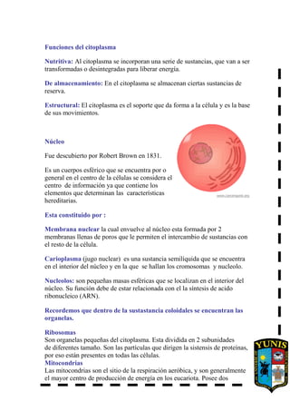 Funciones del citoplasma
Nutritiva: Al citoplasma se incorporan una serie de sustancias, que van a ser
transformadas o desintegradas para liberar energía.
De almacenamiento: En el citoplasma se almacenan ciertas sustancias de
reserva.
Estructural: El citoplasma es el soporte que da forma a la célula y es la base
de sus movimientos.
Núcleo
Fue descubierto por Robert Brown en 1831.
Es un cuerpos esférico que se encuentra por o
general en el centro de la células se considera el
centro de información ya que contiene los
elementos que determinan las características
hereditarias.
Esta constituido por :
Membrana nuclear la cual envuelve al núcleo esta formada por 2
membranas llenas de poros que le permiten el intercambio de sustancias con
el resto de la célula.
Carioplasma (jugo nuclear) es una sustancia semilíquida que se encuentra
en el interior del núcleo y en la que se hallan los cromosomas y nucleolo.
Nucleolos: son pequeñas masas esféricas que se localizan en el interior del
núcleo. Su función debe de estar relacionada con el la síntesis de acido
ribonucleico (ARN).
Recordemos que dentro de la sustastancia coloidales se encuentran las
organelas.
Ribosomas
Son organelas pequeñas del citoplasma. Esta dividida en 2 subunidades
de diferentes tamaño. Son las partículas que dirigen la sistensis de proteínas,
por eso están presentes en todas las células.
Mitocondrias
Las mitocondrias son el sitio de la respiración aeróbica, y son generalmente
el mayor centro de producción de energía en los eucariota. Posee dos
 