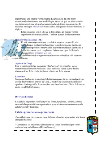 membranas, una interna y otra externa. La existencia de esta doble
membrana ha inspirado a muchos biólogos a teorizar que las mitocondrias
son descendientes de alguna bacteria introducida (hace algunos miles de
millones años) por endocitosis en una célula más grande sin que la misma la
digiera.
Estas organelas son el sitio de la fotosíntesis en plantas y otros
organismos fotosintetizadotes. También poseen doble membrana.
Retículo endoplásmico (RE)
El retículo endoplásmico es la red de transporte para moléculas
marcadas por ciertas modificaciones y que tienen como destino un
sitio final específico, en oposición a aquellas moléculas destinadas a
flotar libremente en el citoplasma. Existen dos tipos de Retículo
endoplásmico, el rugoso y el liso.
El retículo endoplásmico rugoso tiene ribosomas adheridos a él, mientras
que el liso no.
Aparato de Golgi
Esta organela modifica moléculas y las "envasa" en pequeños sacos
membranosos llamados vesículas. Estas vesículas tienen como destino
diversos sitios de la célula, inclusive el exterior de la misma.
Lisosomas
Son pequeñas bolsas o saquitos globulares cargados de los jugos digestivos
que se desprende del aparato de Golji. , en ellos se localizan enzimas que
ayudan a desintegración de sustancias, son abundantes en células defensoras
como los glóbulos blancos.
Diversidad celular
Las células se pueden clasificar por su forma, funciones, tamaño, además
entre células procarióticas o procariotas y eucariota en esta encontramos la
célula vegetal y la animal.
Células procarióticas o procariotas
-Son células que carecen o no tiene definido el núcleo y presentan una forma
alargada (bacilos)
- Comprende las bacterias y cianobacterias (antes llamadas algas verde-
azuladas hoy incluidas en el Reino Monera)
 