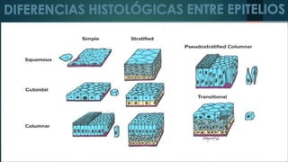Stratified
Simple
Columnair
Pseudostratified
Squamous
Cuboidal
Transicional
Columnar
 