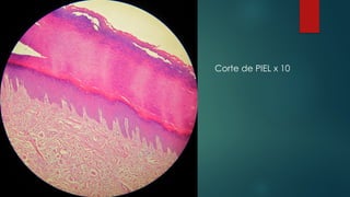Corte de PIEL x 10
 