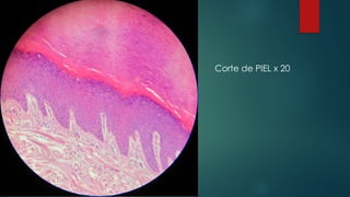 Corte de PIEL x 20
 