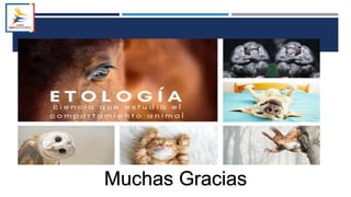 Muchas Gracias