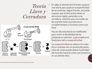 Teoría
Llave y
Cerradura
• En 1890 el alemán Emil Fischer propuso
una teoría para explicar la especificidad
de las enzimas. Según Físcher, se puede
suponer que el sitio activo tiene un
estructura rígida, parecida a una
cerradura, mientras que una molécula
de sustrato tiene una estructura
complementaria y funciona como una
llave.
• Hoy en día esta teoría se modificado
para incluir la flexibilidad de las
proteínas en solución y para explicar el
fenómeno del a cooperatividad.
• La cooperatividad se refiere a la unión
de un sustrato con un enzima de varios
sitios de unión puede alterar la afinidad
del sustrato hacia la unión con la enzima
en sus demás stios.
 